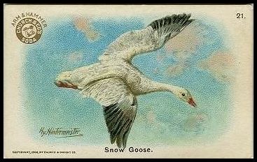21 Snow Goose